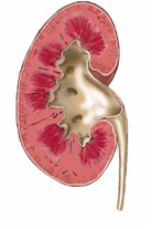 adult human kidney