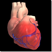 The Human Heart