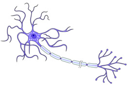 neuron