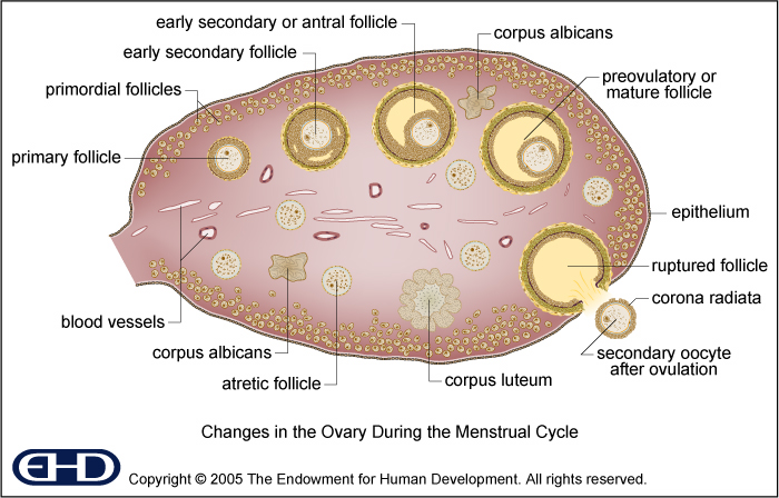 Ovary