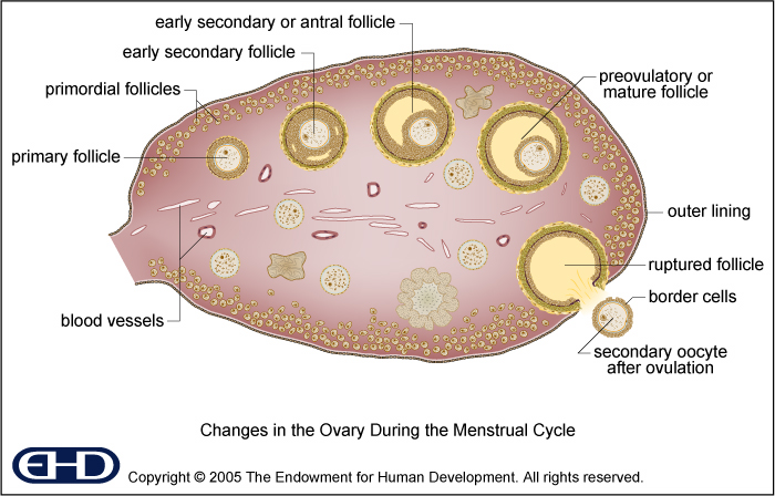 Ovary