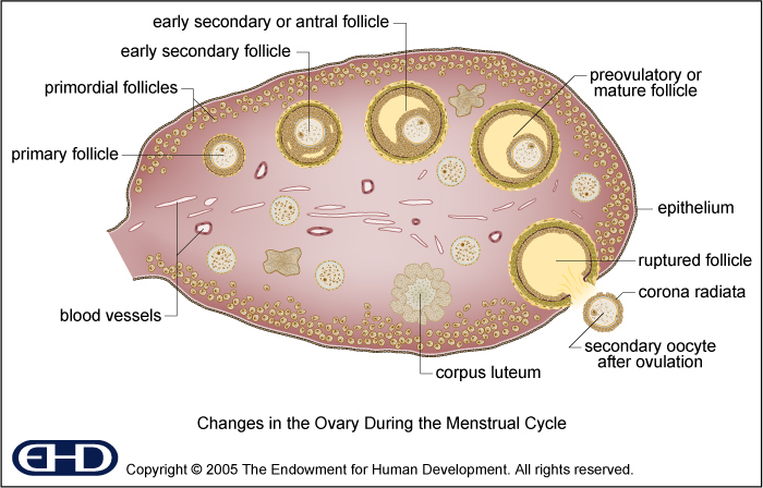 Ovary