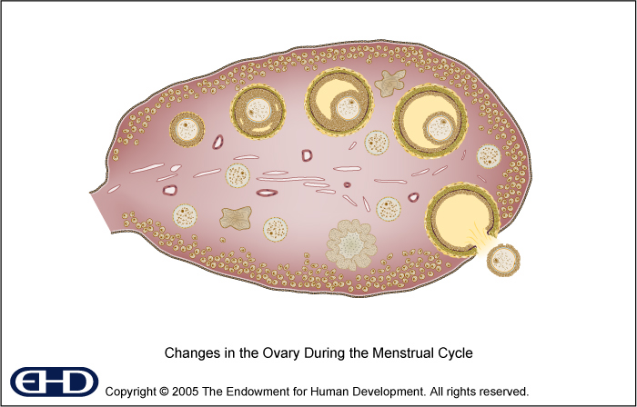 Ovary