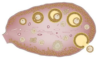 See lables for FIG 0.4, Ovary