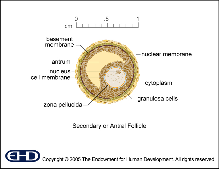 Secondary Follicle