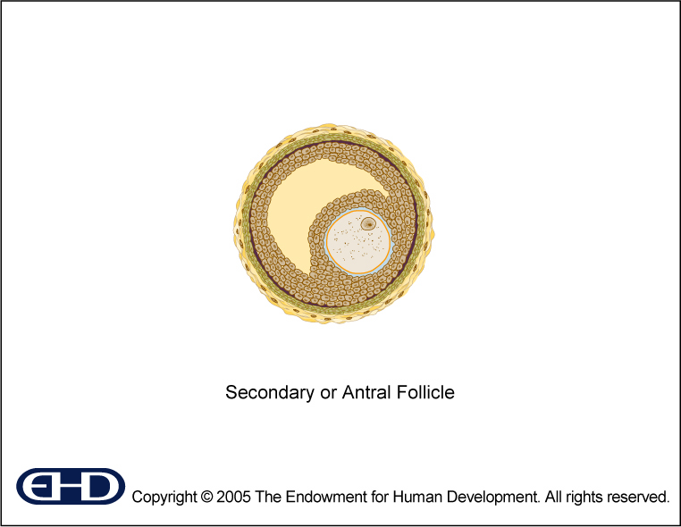 Secondary Follicle