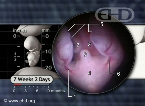 Lower Embryo at 7 Weeks, 2 Days