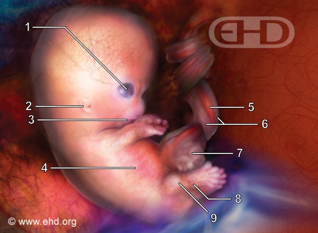 7½-Week Embryo [Click for next image]