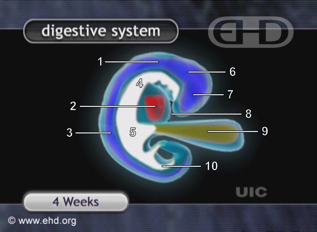 Digestive Tract, 4-Week Embryo [Click for next image]