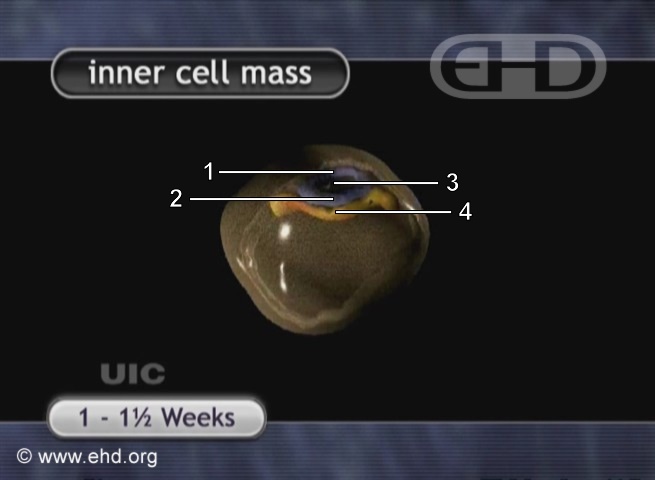 Embryo Cross Section 8-9 Days [Click for next image]