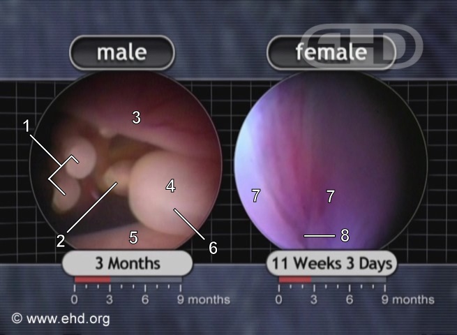 Male and Female Genitals [Click for next image]