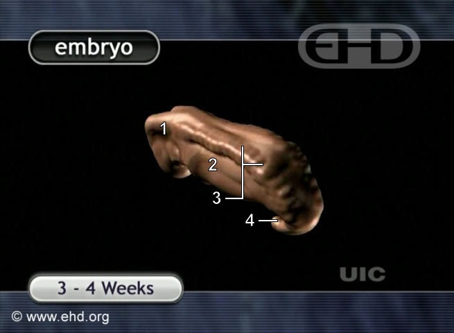 The 4-Week Embryo [Click for next image]