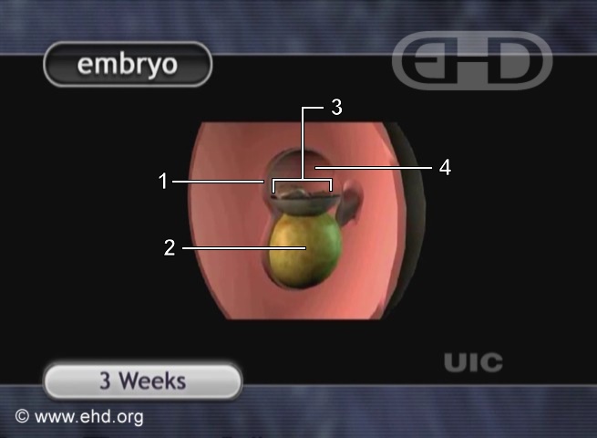 Three-Week Embryo [Click for next image]