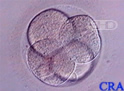 Four-Cell Embryo