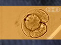 Four-Cell Human Embryo