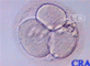 Three-Cell Embryo