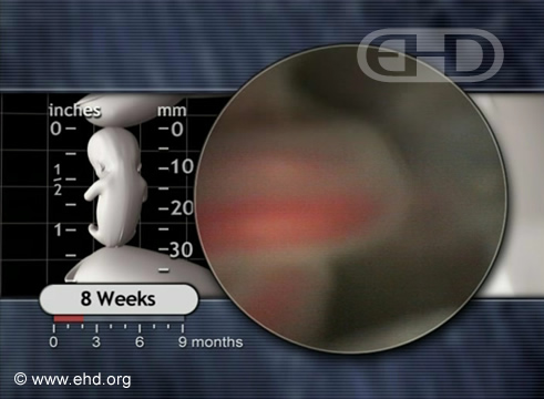 Umbilical Cord