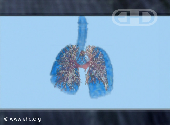 Comparing Lung Development [Click for next image]