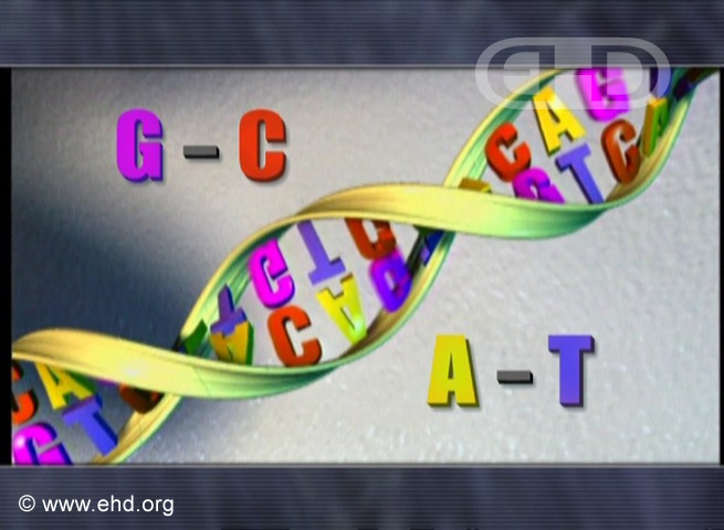 DNA Structure [Click for next image]