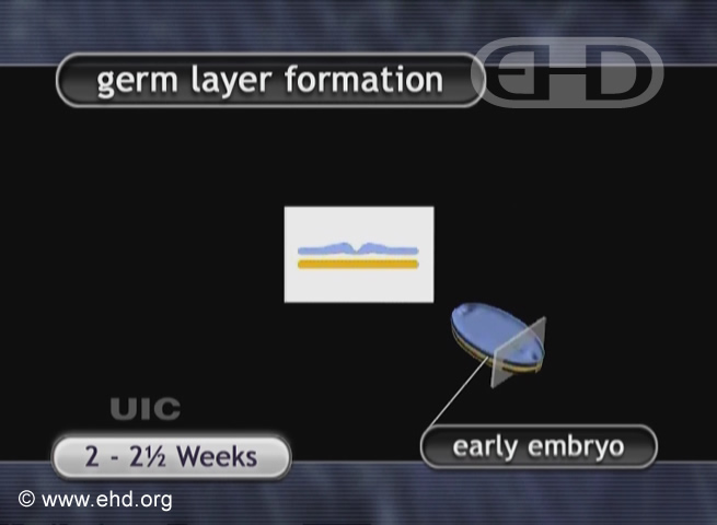 Germ Layers of the Embryo