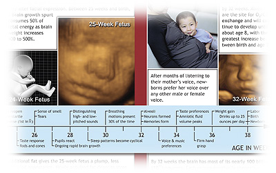 prenatal timeline and other images from the biology of prenatal development student study guide