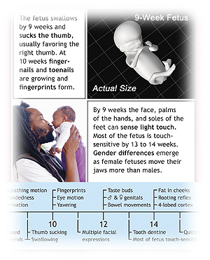 prenatal timeline and other images from the biology of prenatal development student study guide