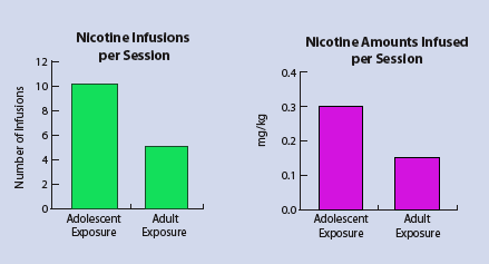 graph showing Rats Exposed to Nicotine in Adolescence Self-Administer More Nicotine Than Rats First Exposed as Adults